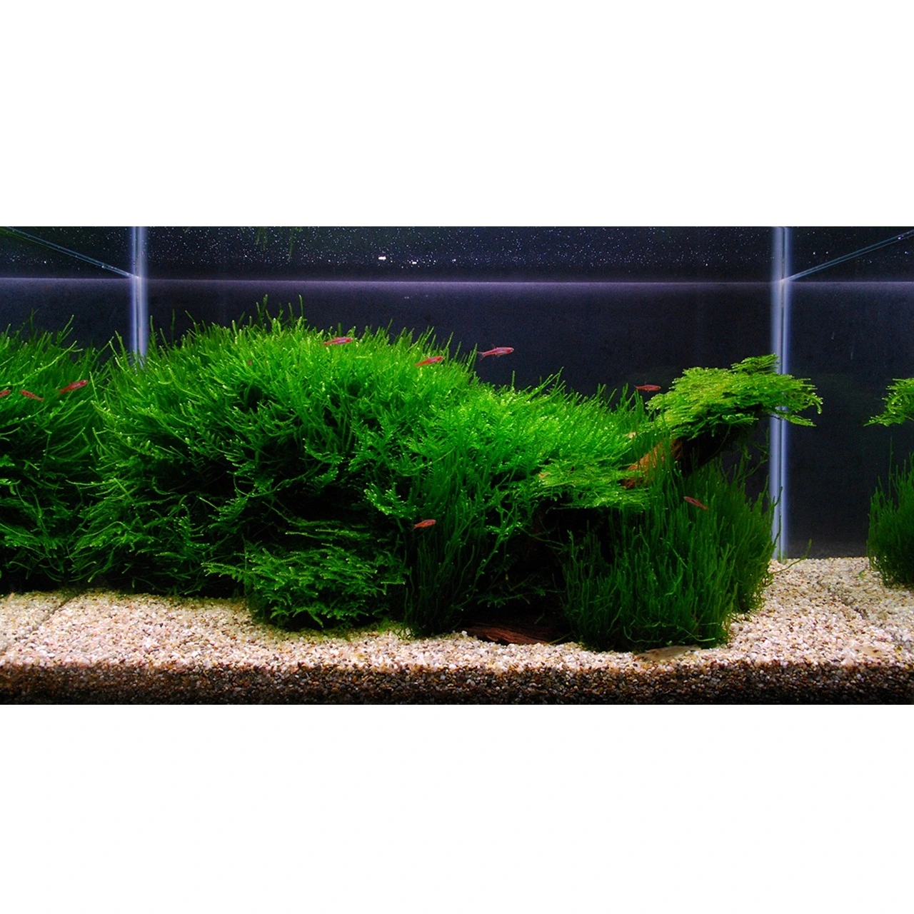 Tropica Vesicularia dubyana Christmas 1-2-GROW